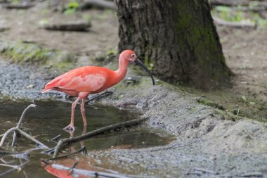 A picture of pink flamingos in the water