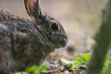 A picture of a cute wild rabbit