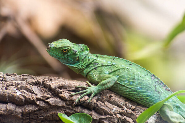 A picture of a green lizard resting