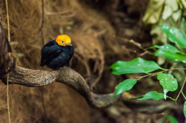 Sarı başlı ve siyah vücutlu küçük bir kuş resmi.