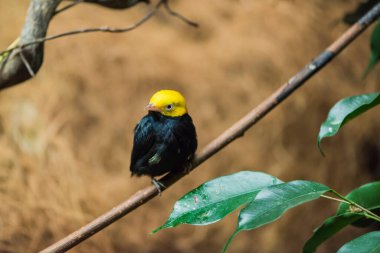 Sarı başlı ve siyah vücutlu küçük bir kuş resmi.