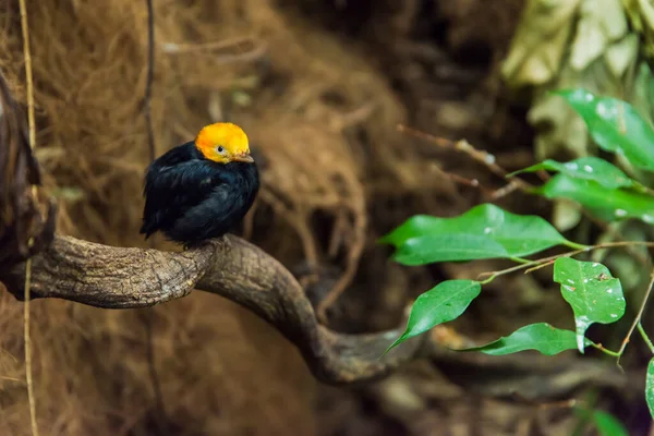 Sarı başlı ve siyah vücutlu küçük bir kuş resmi.