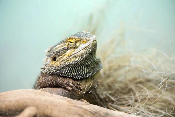 Uyurken pogona resmi.