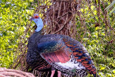 Güzel bir kuş resmi.