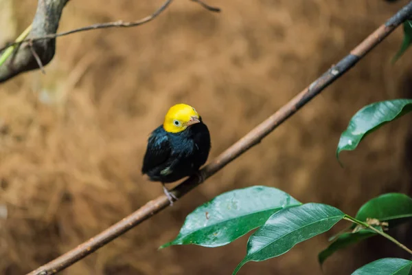 Picture Little Bird Yellow Head Black Body —  Fotos de Stock