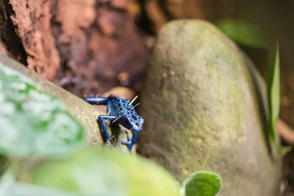 Picture Beautiful Blue Black Frog — Fotografia de Stock