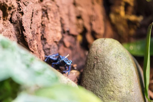 Picture Beautiful Blue Black Frog — Zdjęcie stockowe