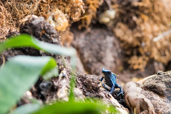 Picture Beautiful Blue Black Frog —  Fotos de Stock
