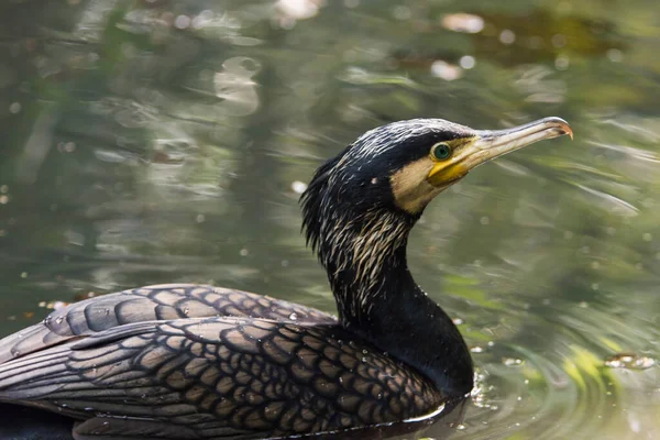 Güzel, siyah bir karabatağın resmi.