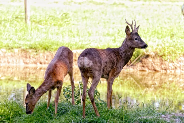 Picture Two Beautiful Young Fallow Deer — Fotografia de Stock