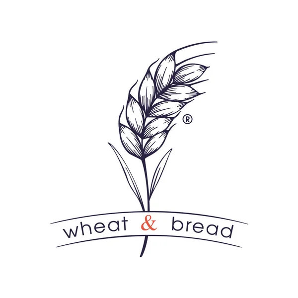 小麦の耳で作られたエンブレム 手描きのベクトルヴィンテージの刻印イラスト ビールやウイスキーの醸造所 パン屋 オイルデザインのために — ストックベクタ