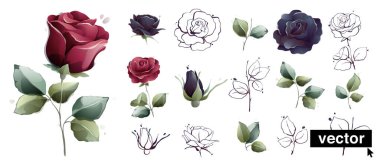 Watercolor style illustrations set of garden roses burgundy red and navy blue flowers, buds, leaves, and ink branches sketches. Clear vector botanical illustration isolated on white background.