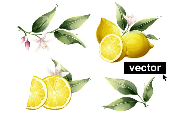 Vector Lemon Watercolor Style Illustration Set Green Leaves Flowers Buds — 图库矢量图片