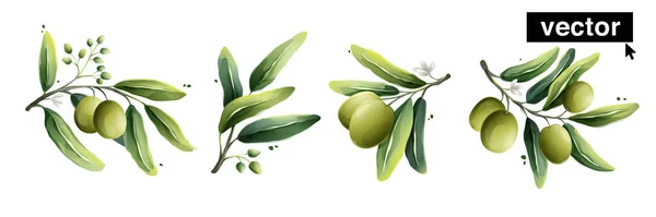 Illustrazione Stile Acquerello Olive Vettoriali Illustrazione Vettoriale Bacche Mediterranee Foglie — Vettoriale Stock