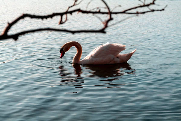 Graceful white swan swimming on a lake or sea — стоковое фото