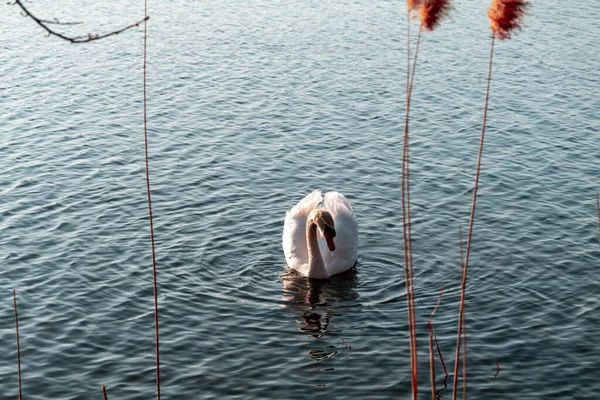 Graceful biały łabędź pływanie na jeziorze lub morzu — Zdjęcie stockowe