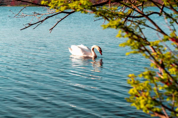 Graceful biały łabędź pływanie na jeziorze lub morzu — Zdjęcie stockowe
