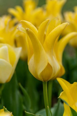 New Jersey 'de güzel sarı laleler var..