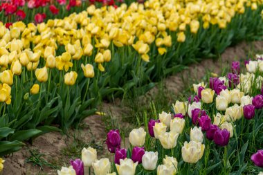 Lale çiçek arka planda alan karışık renkler