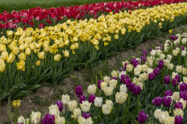 Lale çiçek arka planda alan karışık renkler