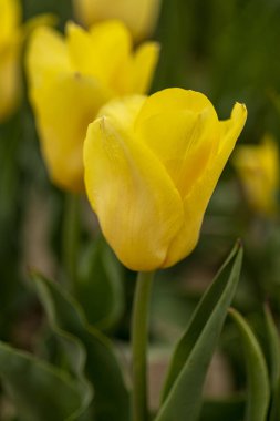 New Jersey 'de güzel sarı laleler var..