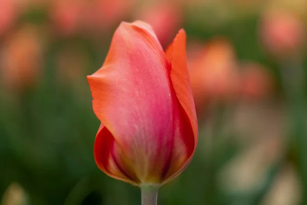 Large field of red tulips in New Jersey — Fotografia de Stock