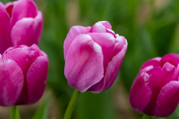 Purple field of blooming spring tulips in New Jersey — Fotografia de Stock