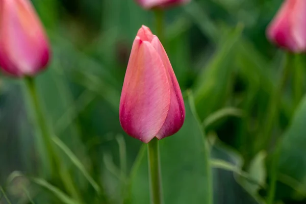 Fields full of pink tulips in New Jersey — Fotografia de Stock