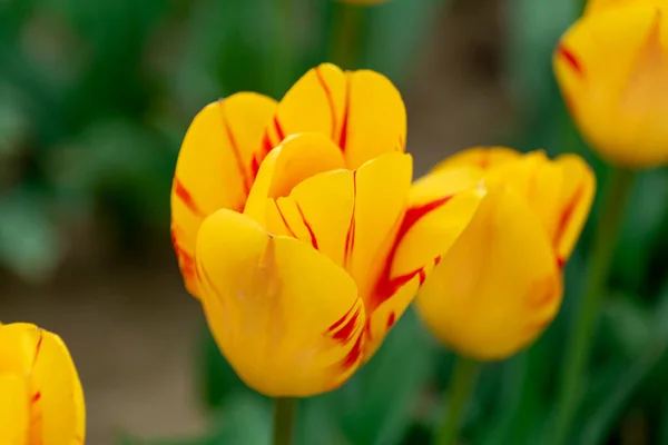 Field of beautiful yellow tulips in New Jersey. — Fotografia de Stock