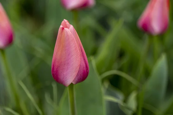 Fields full of pink tulips in New Jersey — Fotografia de Stock