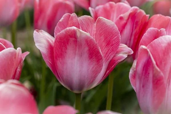 Fields full of pink tulips in New Jersey — Fotografia de Stock