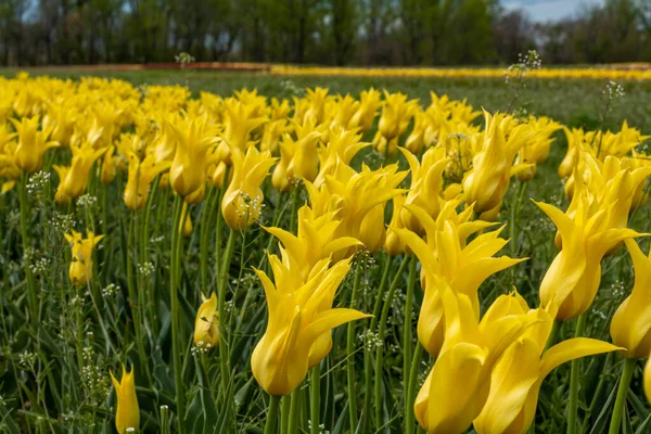 新泽西州一片美丽的黄色郁金香. — 图库照片