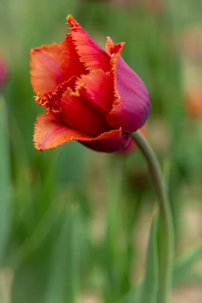 Large field of red tulips in New Jersey — Fotografia de Stock