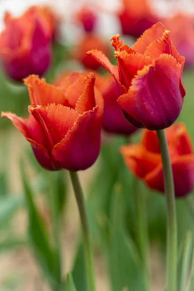 Large field of red tulips in New Jersey — Foto de Stock