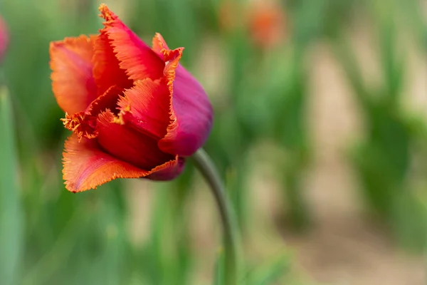 Large field of red tulips in New Jersey — Fotografia de Stock