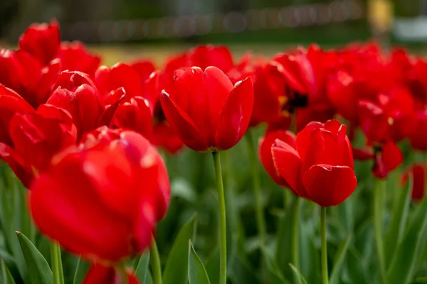 Large field of red tulips in New Jersey — Fotografia de Stock