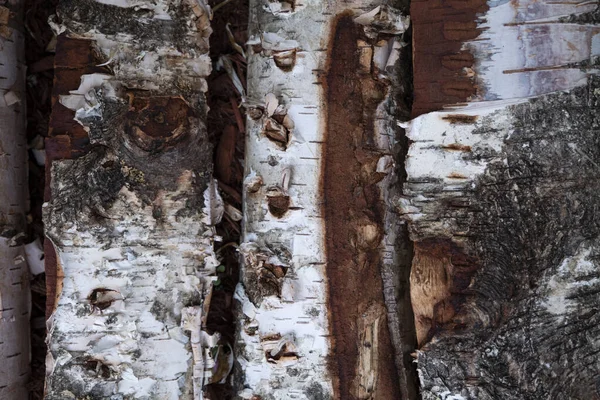 Birch wood, chopped firewood background photo — Stock fotografie