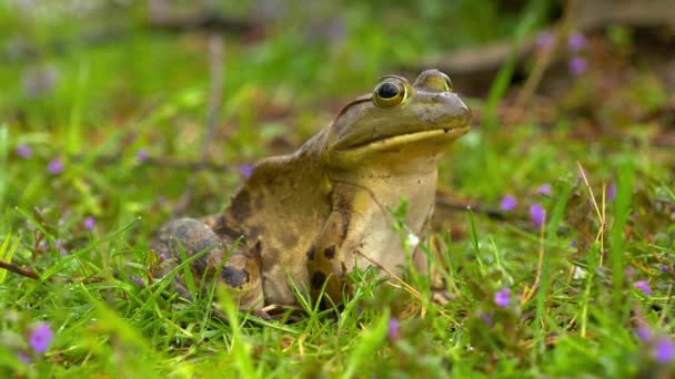 Frog sitting on flowering grass from side, background — стоковое видео
