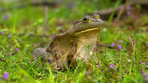 Frog sitting on flowering grass from side, background zoom in — Stock Video