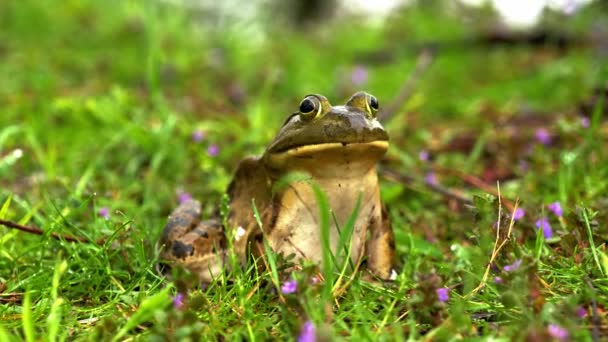 Frog on flowering grass from face side, background — Vídeo de Stock