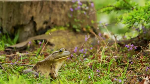 Frosch sitzt auf Gras von der Seite vor dem Hintergrund eines Baumstumpfes — Stockvideo