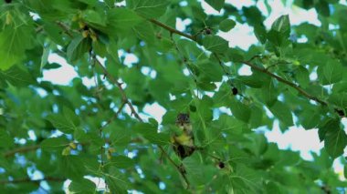 Ağaçta tünemiş bir sincap böğürtlen yiyor ve uzaklaşıyor.