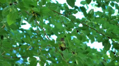 Ağaçta tünemiş bir sincap böğürtlen yiyor, yakınlaştırıyor.