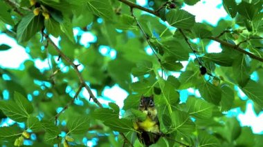 Ağaçta tünemiş böğürtlen yiyen bir sincap.