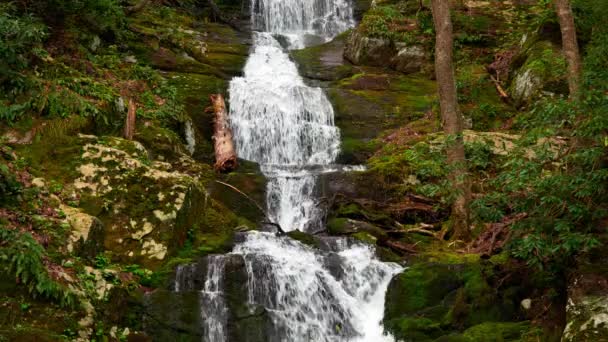 Wodospad w lesie, zielone tło natury. 60 FPS — Wideo stockowe