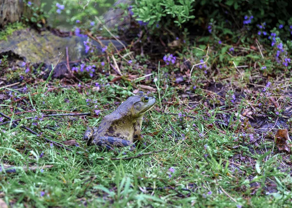 Frog Sits on the Shore By the River Close Up