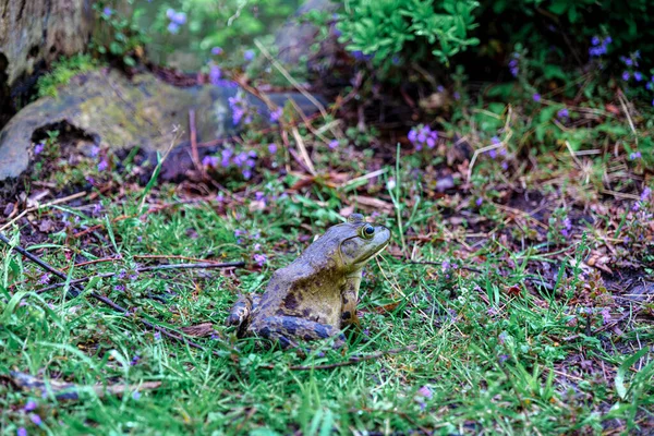 Frog Sits on the Shore By the River Close Up