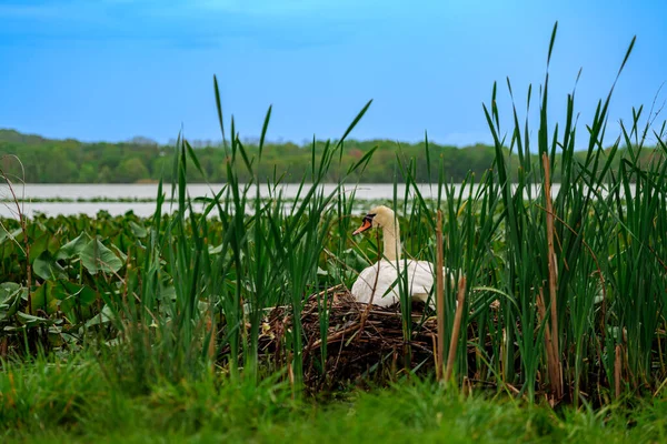 一只沉默的雌性天鹅坐在东南湖中的鸟巢中的蛋上 高质量的照片 — 图库照片