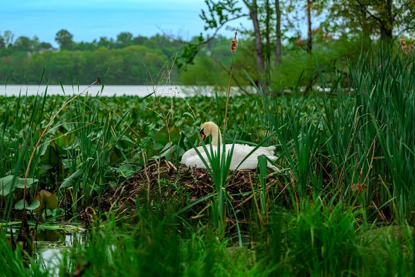 一只沉默的雌性天鹅坐在东南湖中的鸟巢中的蛋上 高质量的照片 — 图库照片