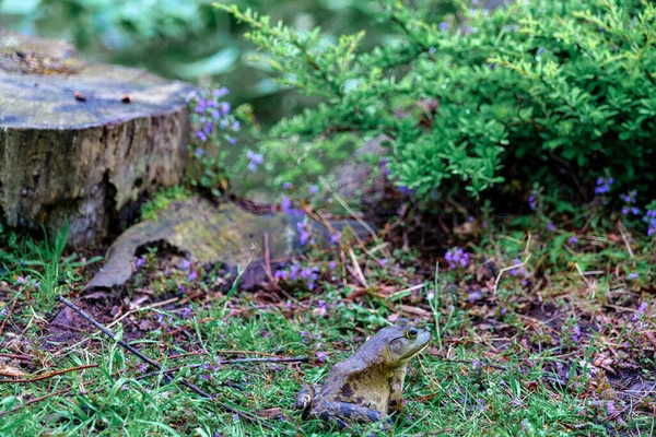 Rana Sienta Orilla Junto Río Cerca — Foto de Stock